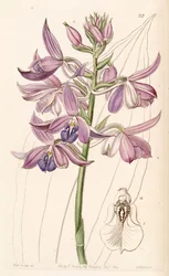 Calanthe sylvatica